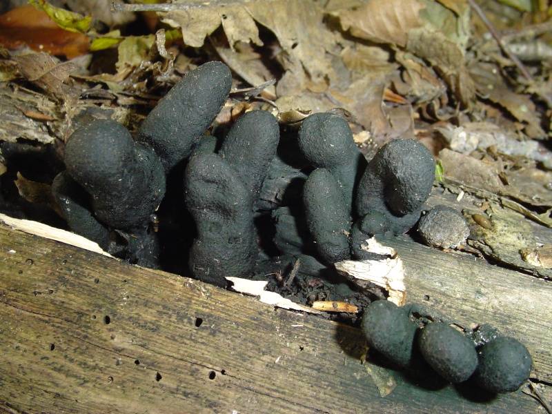 Xylaria polymorpha