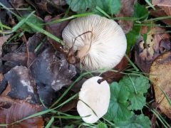 Clitócybe suavéolens, (vonjasta livka)