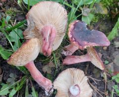 Rússula fuscorubroídes, temnoškrlatasta golobica