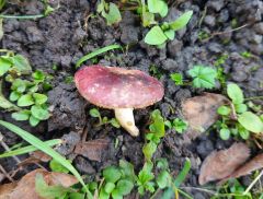 Rússula odoráta, vonljiva golobica