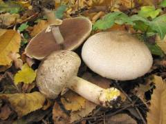 Agaricus moelleri