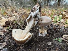 Amanita submembranacea