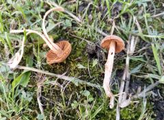 Cortinarius chrysolitus