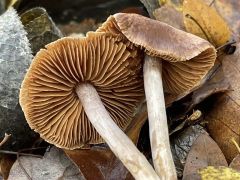 Cortinarius decipiens