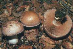 Cortinarius variecolor