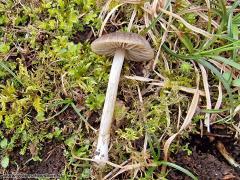 Entoloma plebeioides