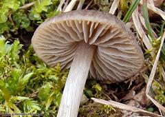 Entoloma plebeioides