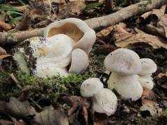 Entoloma sinuatum