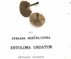 Entoloma undatum