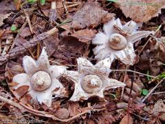 Geastrum elegans