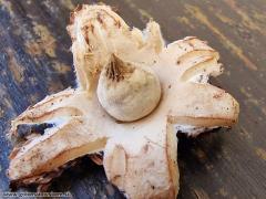 Geastrum elegans