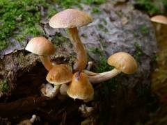 Gymnopilus hybridus