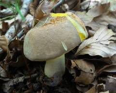 Hemileccinum impolitum