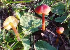 Hygrocybe conica