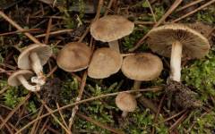 Inocybe flocculosa