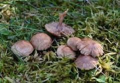 Inocybe lanuginosa