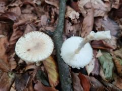 Lepiota clypeolaria