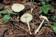 Lepiota clypeolaria