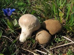 Lycoperdon lividum