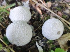 Lycoperdon mammiforme