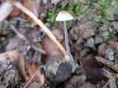 Mycena citrinomarginata