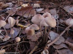 Mycena filopes