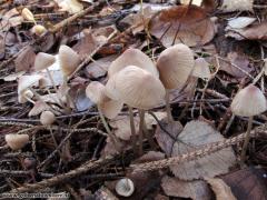 Mycena filopes