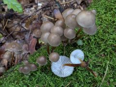 Mycena inclinata