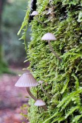 Mycena rubromarginata