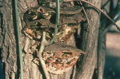 Phellinus ribis fo. euonymi