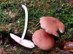 Pluteus phlebophorus