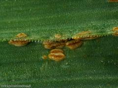 Puccinia porri