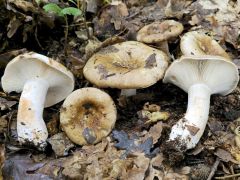 Russula acrifolia