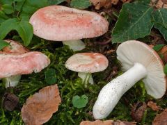 Russula aurora