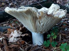 Russula brevipes