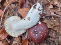 Russula brunneoviolacea