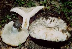 Russula chloroides