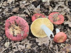 Russula decipiens