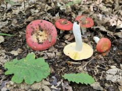 Russula decipiens