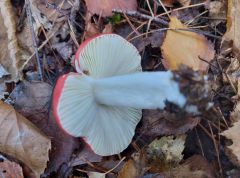 Russula emeticicolor