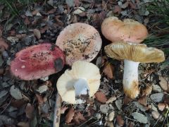 Russula maculata