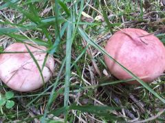 Russula sanguinea