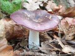 Russula vinosa