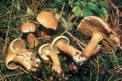 Suillus bovinus