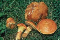 Suillus grevillei