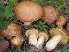 Suillus mediterraneensis