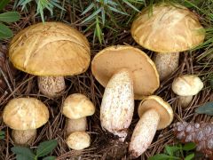 Suillus mediterraneensis