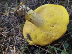 Suillus mediterraneensis