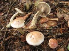 Suillus viscidus