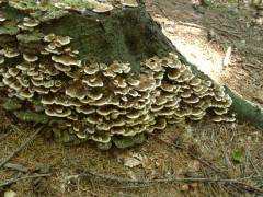 Trametes versicolor